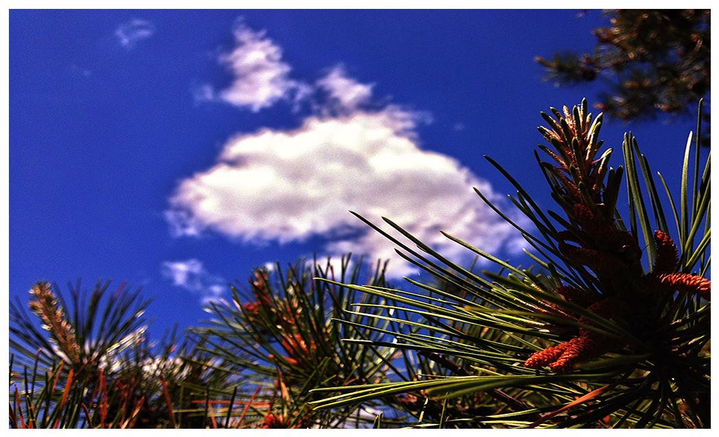 Cloudy Pines